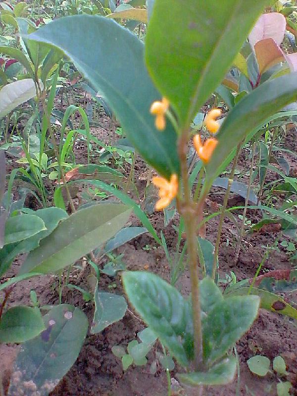 供應(yīng)四季紅桂小苗