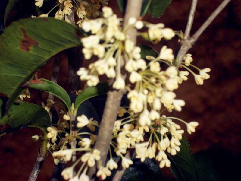 供應(yīng)四季日香桂小苗