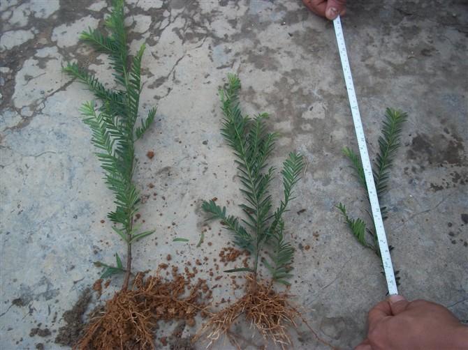 供應紅豆杉扦插小苗