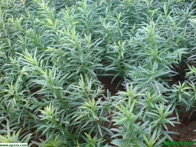 供應(yīng)紅豆杉小苗，廣西桂林紅豆杉，紅豆杉小苗專業(yè)種植基地