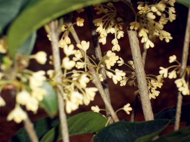 供應(yīng)四季日香桂小苗