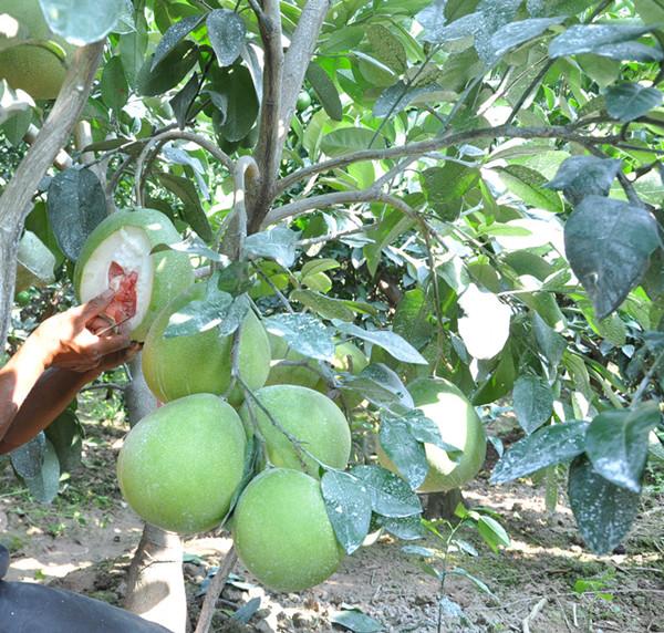 供應(yīng)紅肉蜜柚小苗