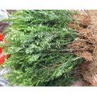 紅豆杉小苗圖片/紅豆杉小苗樣板圖 (2)
