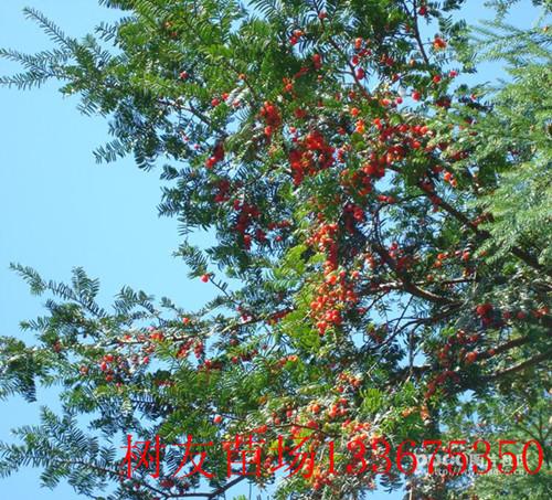 供應紅豆杉扦插小苗