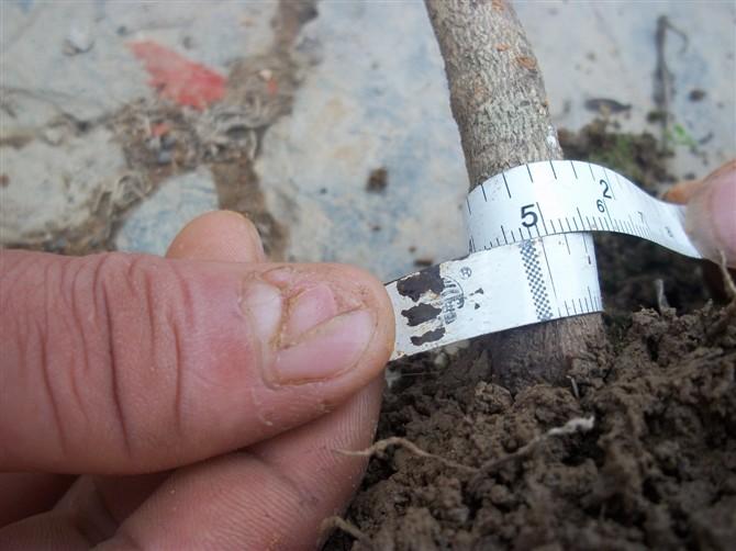 供應(yīng)桂花八月金桂小苗