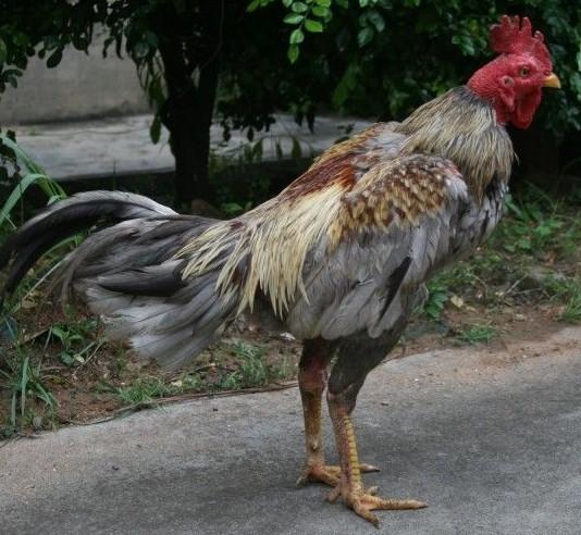 供應(yīng)純種斗雞中國斗雞網(wǎng)