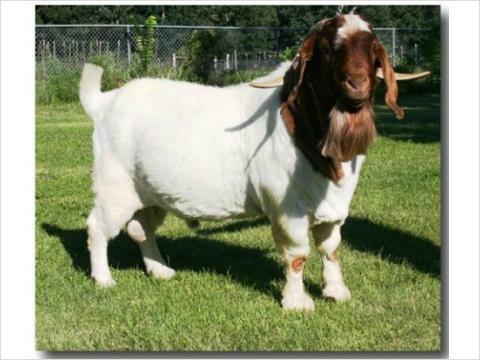 供應(yīng)養(yǎng)羊場保種場