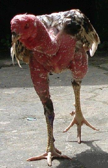 供應(yīng)純種斗雞中國斗雞網(wǎng)