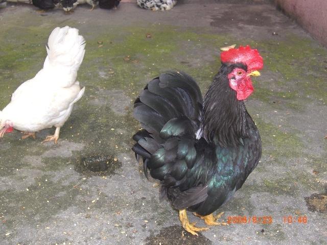 供應(yīng)斗雞種雞元寶雞蘆花雞