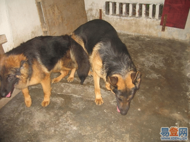 供應(yīng)德國(guó)牧羊犬幼犬