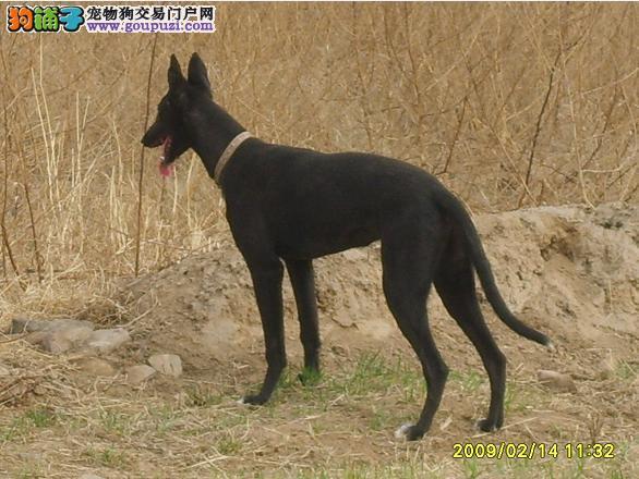 哪里的格力犬價(jià)格便宜圖片/哪里的格力犬價(jià)格便宜樣板圖 (4)