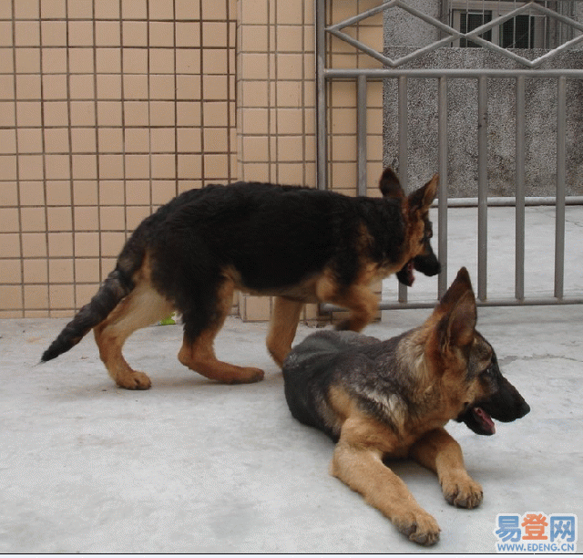 供應(yīng)德國(guó)牧羊犬幼犬