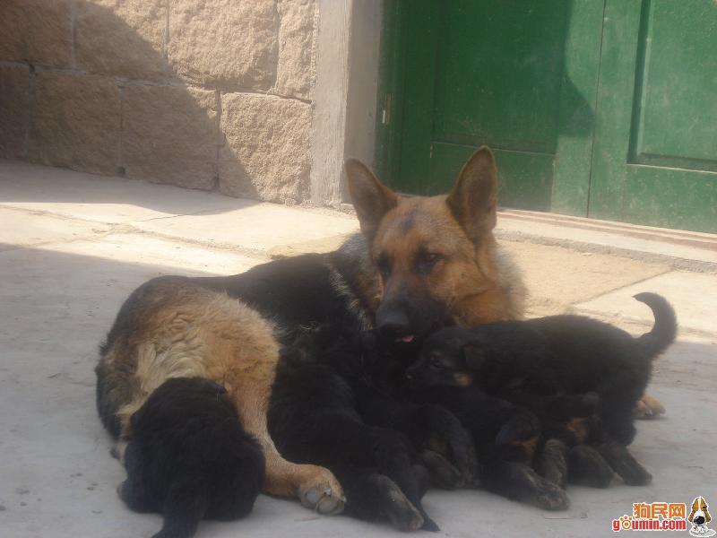 供應(yīng)德國(guó)牧羊犬幼犬