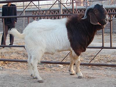 杜泊綿羊養(yǎng)殖批發(fā)價(jià)格