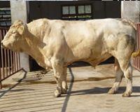 供應(yīng)畜牧養(yǎng)殖廠肉牛西門塔爾牛養(yǎng)殖