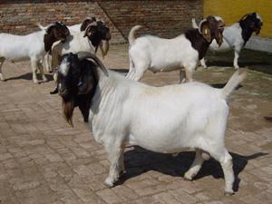 波爾山羊圖片/波爾山羊樣板圖 (3)