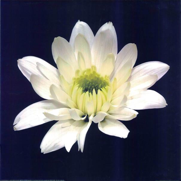 供應(yīng)深圳裝飾畫(huà)畫(huà)芯