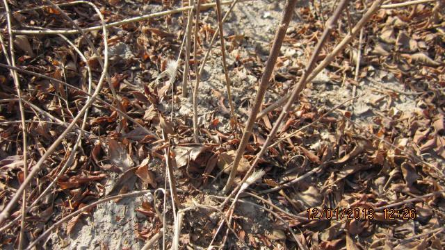 供应山西连翘苗 优质连翘苗基地 连翘苗价格图片