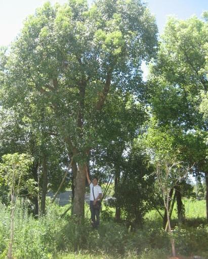 苏州市青岛地区银杏香樟厂家供应青岛地区银杏香樟