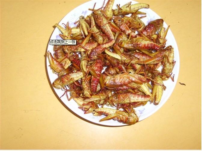 供應(yīng)棉蝗東亞飛蝗竹蟲蜂蛹蟬蛹水蜻蜓15