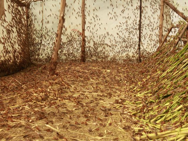 供應(yīng)出售東亞飛蝗