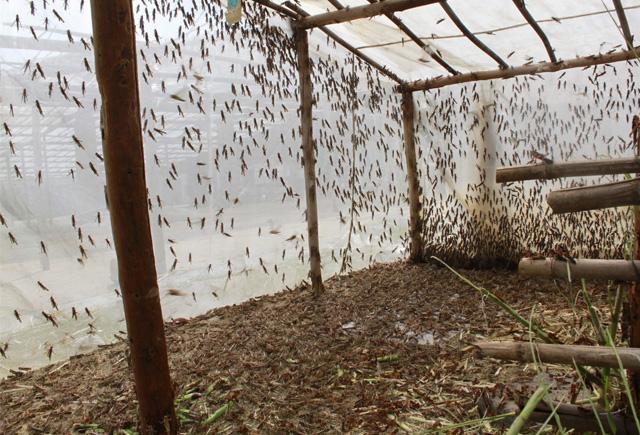 供應東亞飛蝗棉蝗竹蟲蜂蛹蟬蛹水蜻蜓16