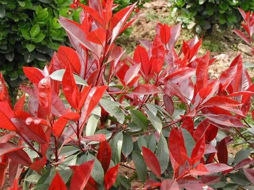 供應(yīng)大量紅葉石楠樹苗  常綠植物