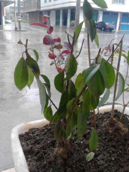 供應(yīng)大量香樟樹  香樹