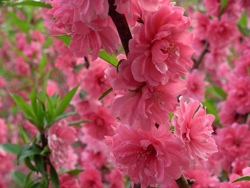 桃花樹苗圖片/桃花樹苗樣板圖 (3)