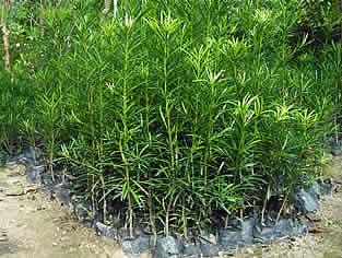 供應(yīng)大量羅漢松樹苗