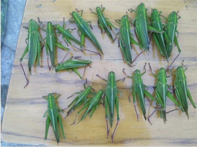 供應(yīng)棉蝗東亞飛蝗竹蟲蜂蛹蟬蛹水蜻蜓15