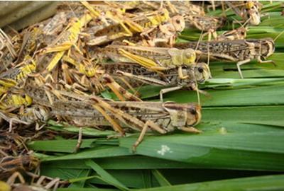 供應(yīng)出售東亞飛蝗
