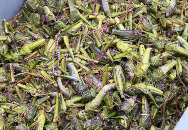 供應(yīng)棉蝗東亞飛蝗竹蟲蜂蛹蟬蛹水蜻蜓11