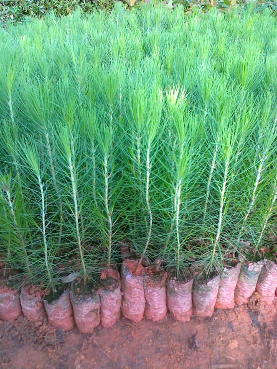 供應(yīng)大量羅漢松樹苗