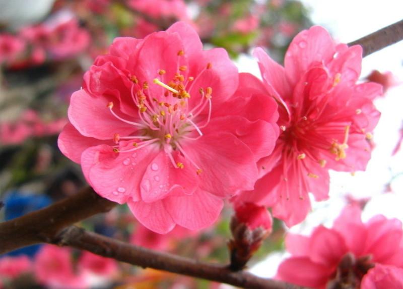 桃花樹苗圖片/桃花樹苗樣板圖 (2)
