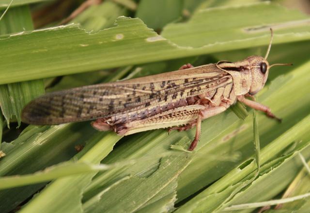 供應東亞飛蝗棉蝗竹蟲蜂蛹蟬蛹水蜻蜓16