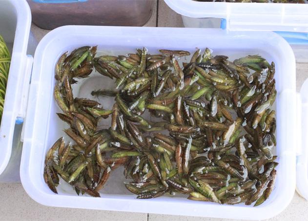 供應(yīng)水蜻蜓蟬蛹蜂蛹竹蟲棉蝗東亞飛蝗8