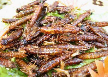 供應(yīng)水蜻蜓蟬蛹蜂蛹竹蟲棉蝗東亞飛蝗8