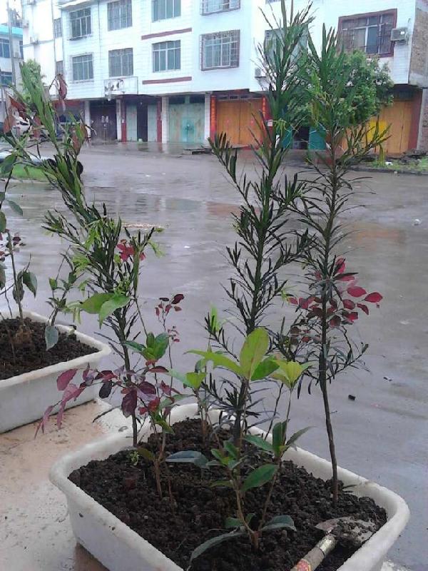 供應(yīng)大量羅漢松樹苗