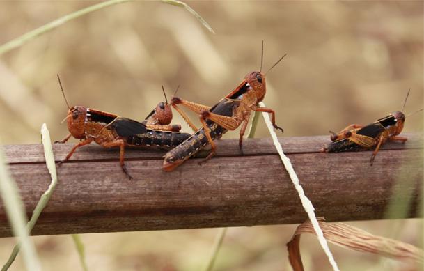 供應(yīng)棉蝗東亞飛蝗竹蟲蜂蛹蟬蛹水蜻蜓11