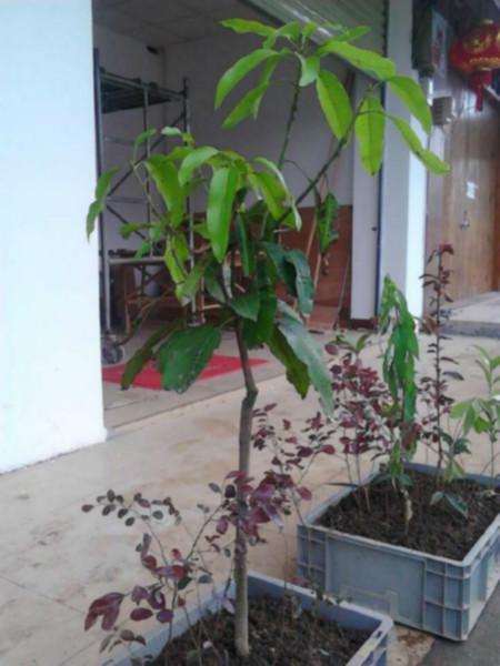 芒果樹苗圖片/芒果樹苗樣板圖 (4)