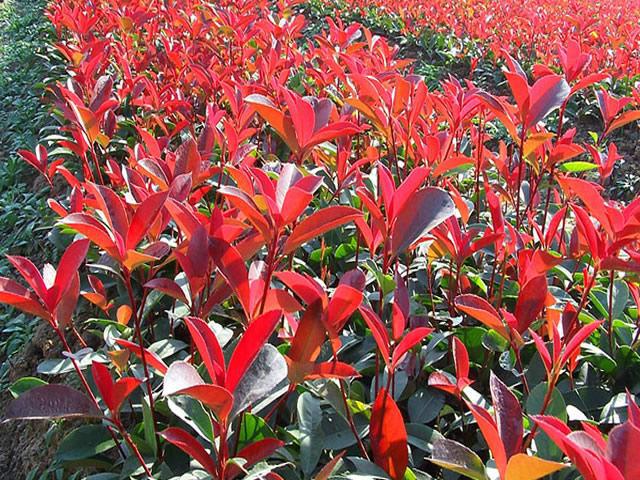 供應(yīng)大量紅葉石楠樹苗  常綠植物