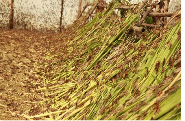供應東亞飛蝗棉蝗竹蟲蜂蛹蟬蛹水蜻蜓16