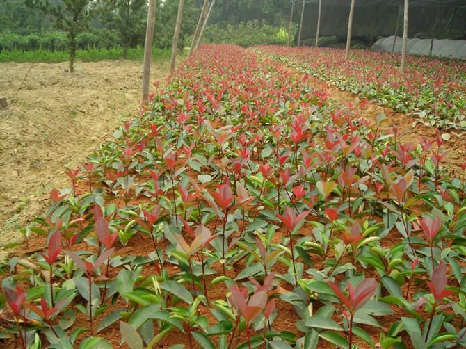 供應(yīng)大量紅葉石楠樹苗  常綠植物