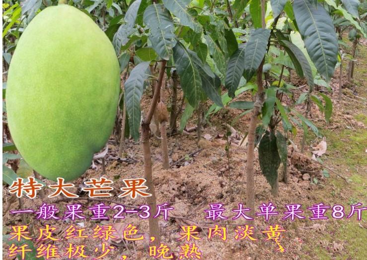 供应番石榴莲雾枇杷芒果荔枝龙眼沙糖桔杨梅杨桃菠萝蜜蜜柚果树苗图片