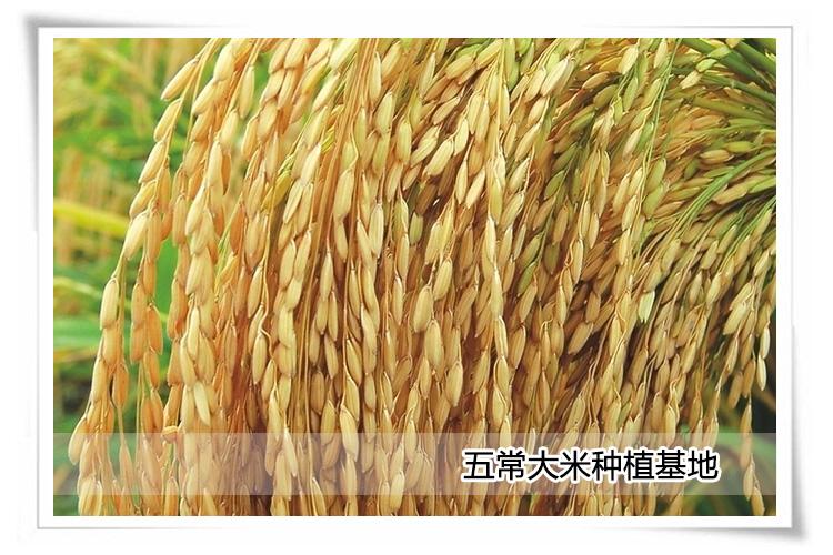 青島五常稻花香低價(jià)供應(yīng)圖片