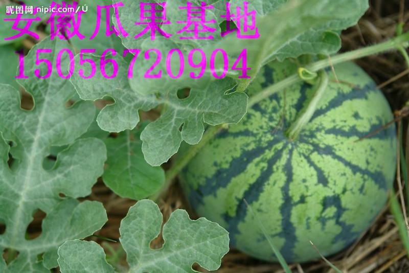 供應(yīng)甜瓜 安徽碭山甜瓜