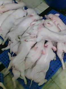 供應(yīng)鮮乳豬 新鮮乳豬