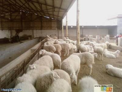 黑龍江海倫養(yǎng)羊場(chǎng)，黑龍江海倫羊批發(fā)