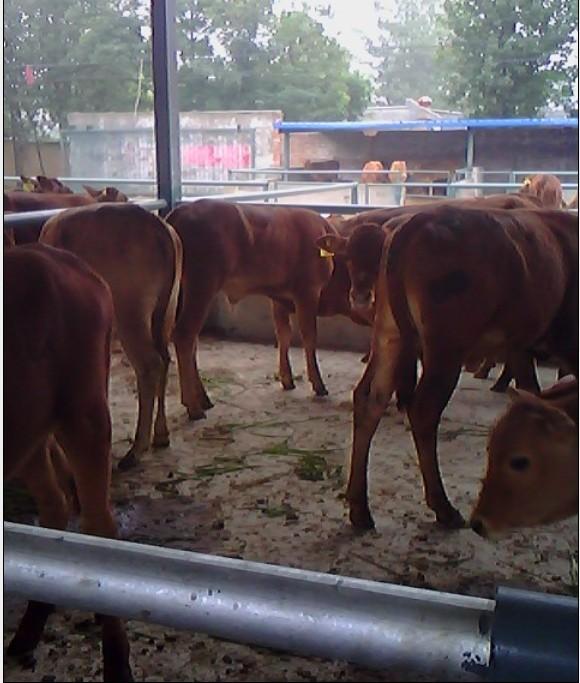 供應(yīng)廣西桂林養(yǎng)牛場